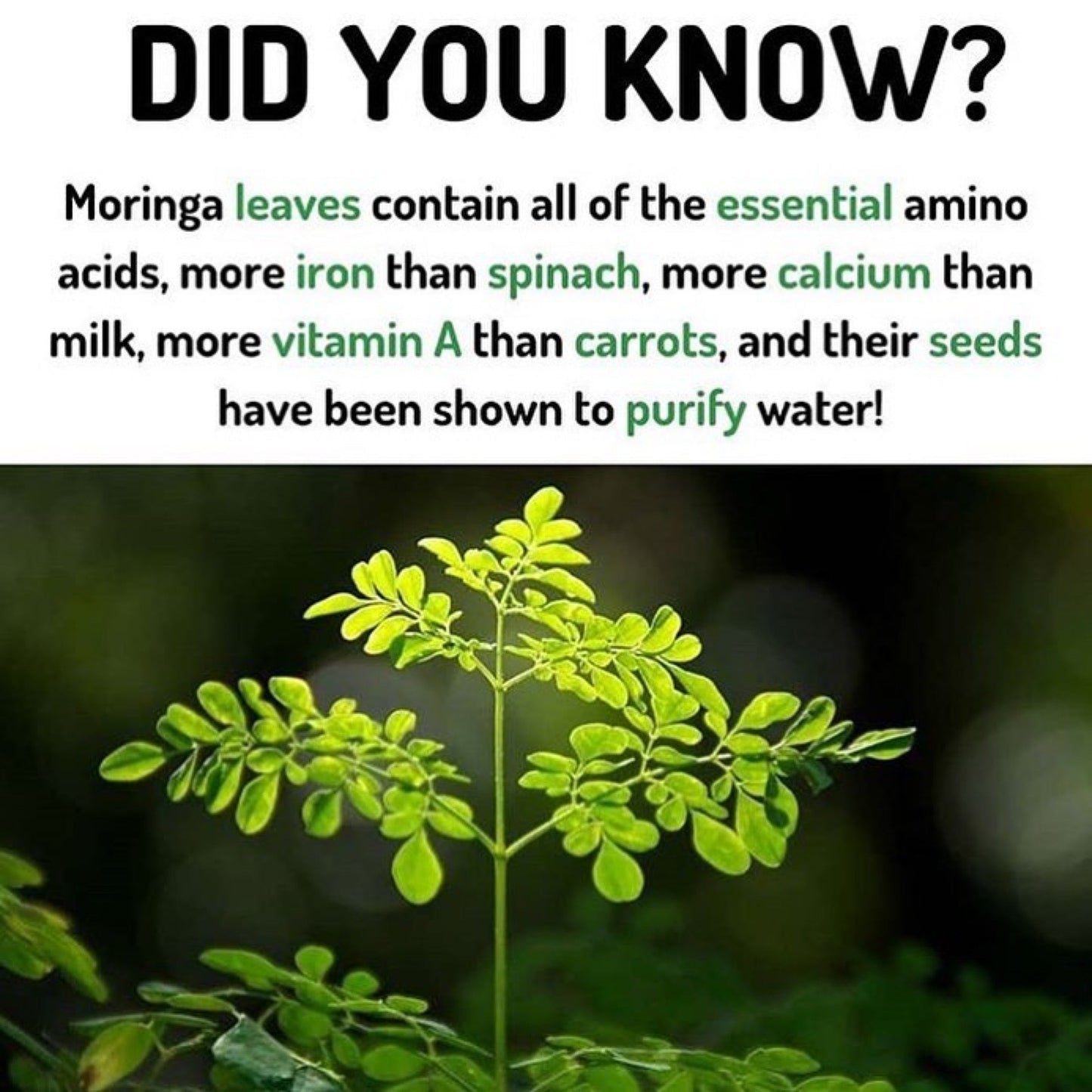 Moringa Bloome Moisturizing Oil Buy 2 Get 1 Free