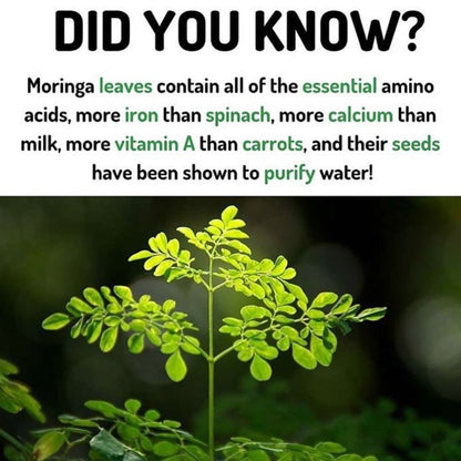 Moringa Bloome Moisturizing Oil Buy 2 Get 1 Free